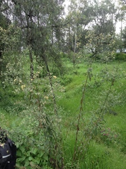 Baccharis multiflora
