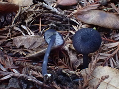 Entoloma serrulatum