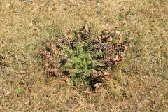 Argemone platyceras
