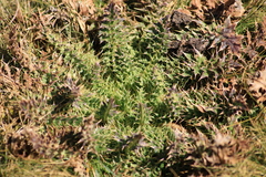 Argemone platyceras