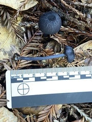 Entoloma serrulatum