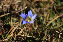 Gentiana spathacea