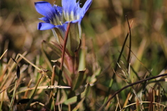 Gentiana spathacea