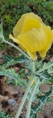 Argemone aenea