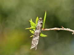 Lepidoscia heliochares
