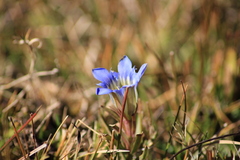 Gentiana spathacea