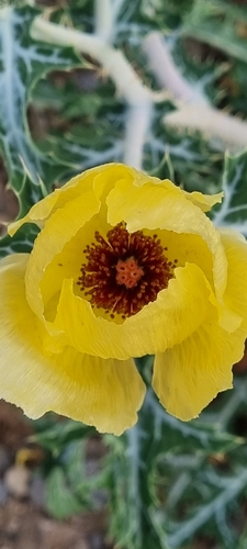Image of Golden Pricklypoppy (Argemone aenea) by (c) Susana De la Torre Zavala, some rights reserved (CC BY)