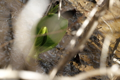 Symplocarpus foetidus