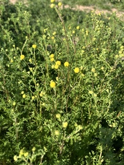 Oncosiphon pilulifer