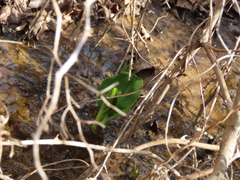 Symplocarpus foetidus