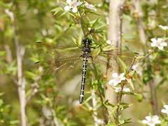 Eusynthemis brevistyla