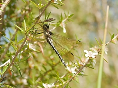 Eusynthemis brevistyla