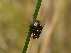 Amenia chrysame