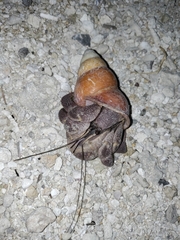 Paguroidea