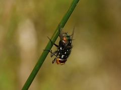 Amenia chrysame