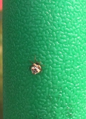 Phoroncidia sextuberculata