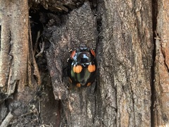 Paropsisterna sexpustulata