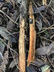 Phanerochaete sanguinea