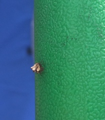 Phoroncidia sextuberculata