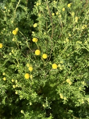 Oncosiphon pilulifer