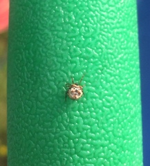 Phoroncidia sextuberculata