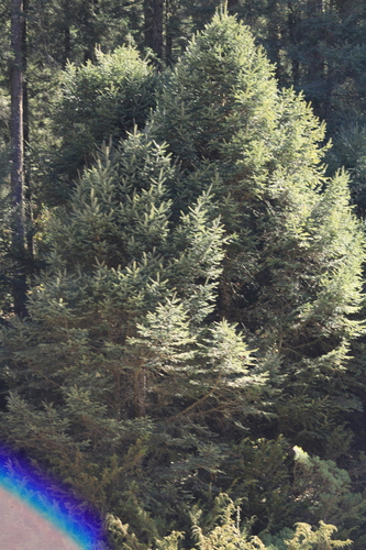 Oyamel fir (Abies religiosa)
