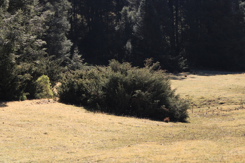 Image of Juniperus monticola by (c) Ricardo Betancourt Sánchez, some rights reserved (CC BY)
