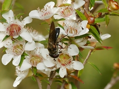 Thynnoidea