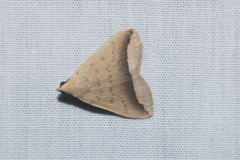 Simplicia mistacalis