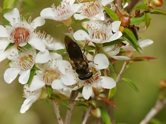 Thynnoidea
