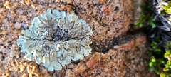 Xanthoparmelia cumberlandia