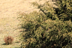 Juniperus monticola