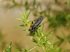 Laphria rufifemorata