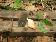 Gilbertiodendron dewevrei