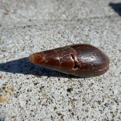 Isara carbonaria