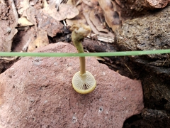 Protostropharia