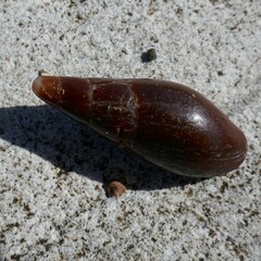 Isara carbonaria