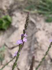 Verbena halei