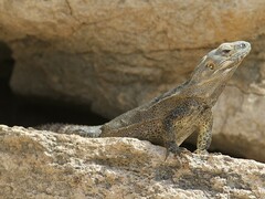 Ctenosaura macrolopha