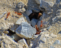 Pogonomyrmex californicus