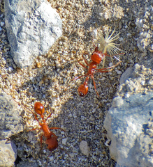 Pogonomyrmex californicus