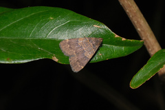 Hydrillodes nilgirialis