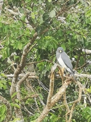 Accipiter haplochrous