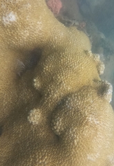 Palythoa caribaeorum