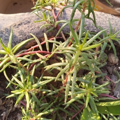 Portulaca grandiflora