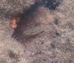 Coryphopterus glaucofraenum
