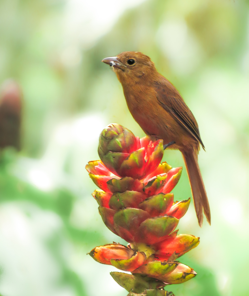 Flame-Crested Tanager