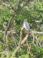 Accipiter haplochrous