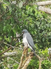 Accipiter haplochrous