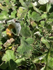 Arctotheca prostrata